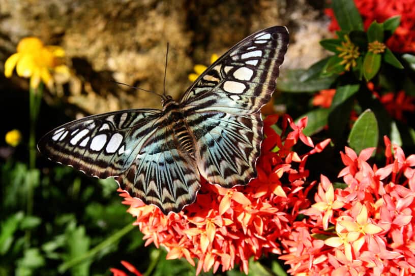 Best things to do in Gainesville Florida - Paulette Perhach - Butterfly Rainforest at the Florida Museum of Natural History