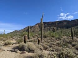 Best things to do in Phoenix Arizona Kelsa Dickey Usery Mountain regional hike2